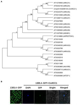 CmRCC1 Gene From Pumpkin Confers Cold Tolerance in Tobacco by Modulating Root Architecture and Photosynthetic Activity